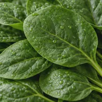 Spinach Bunch