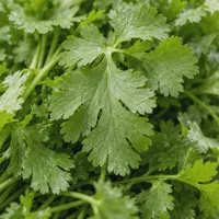 Coriander Bunch